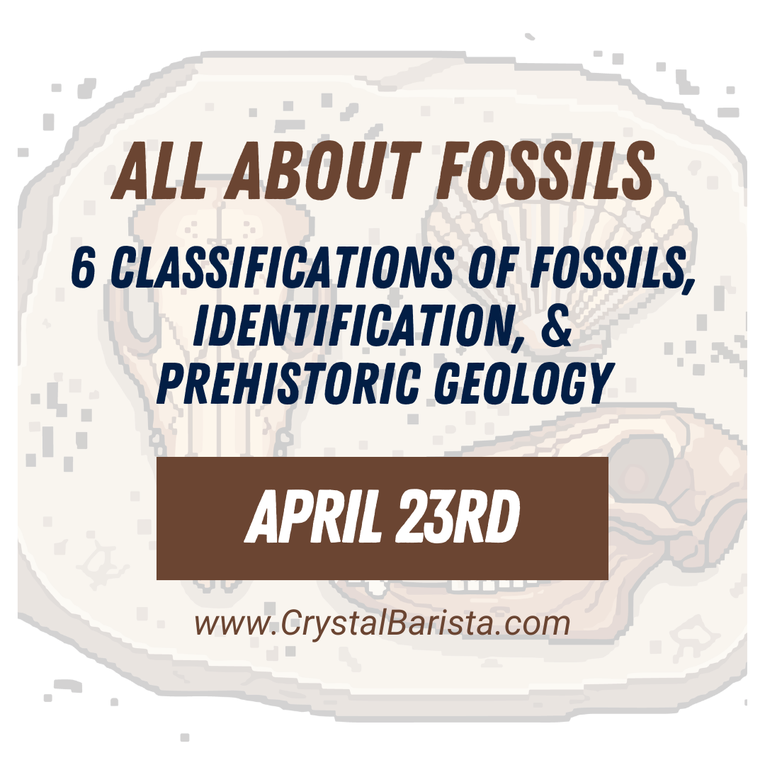 April 23rd All About Fossils: Fossil Identification and Prehistoric Life Geology