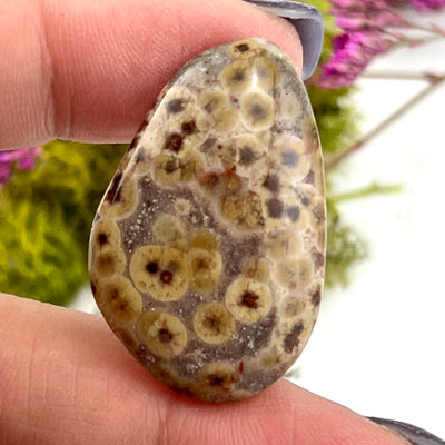 Astroid Jasper - Cabochon