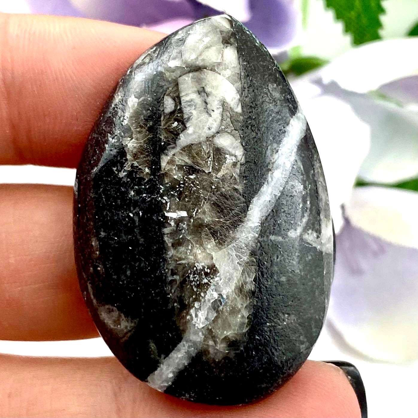 Orthoceras *Fossil Squid* - Cabochon