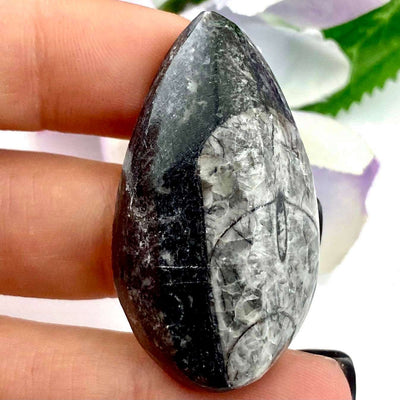 Orthoceras *Fossil Squid* - Cabochon