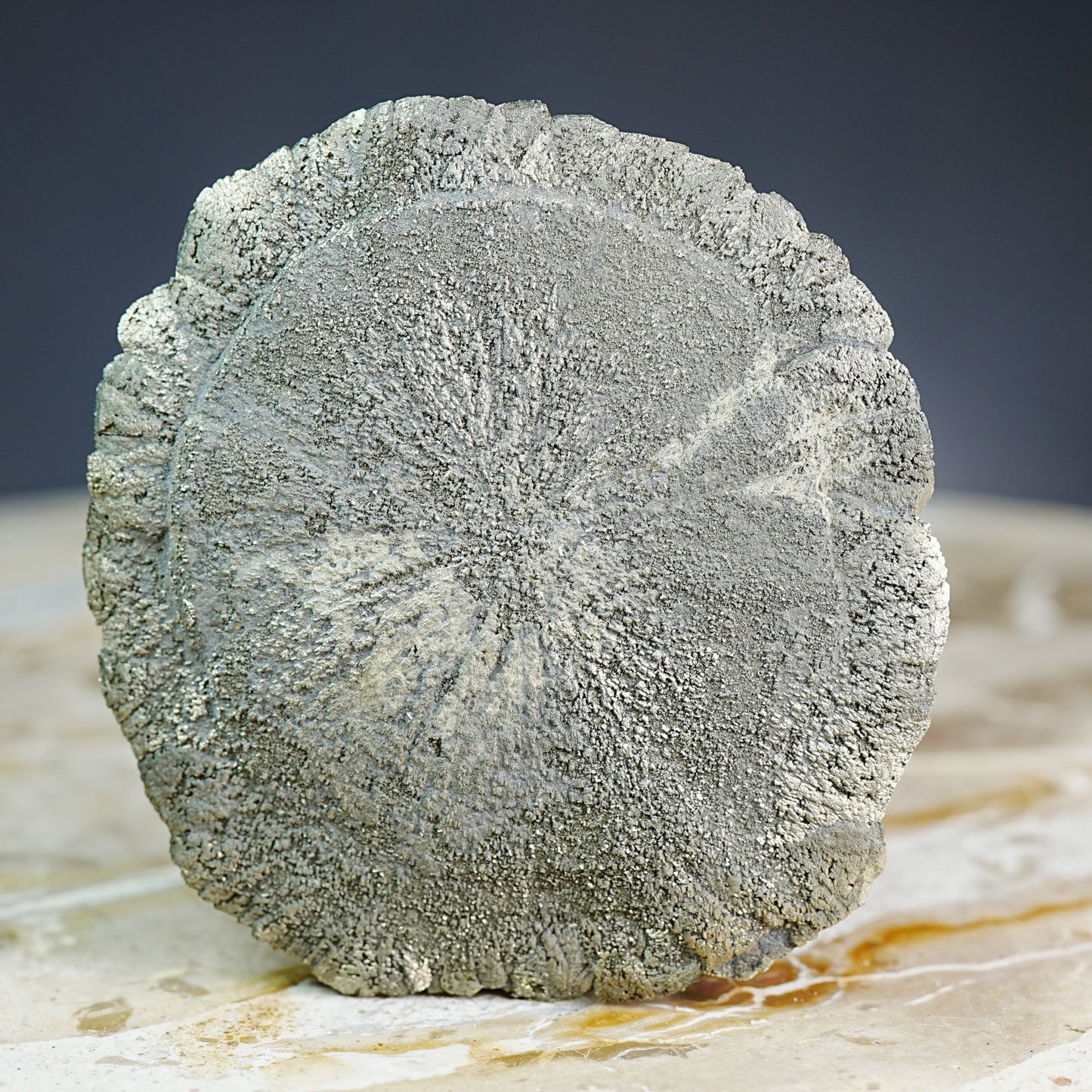 Pyrite Sand Dollar - Mineral
