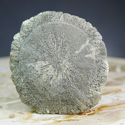 Pyrite Sand Dollar - Mineral