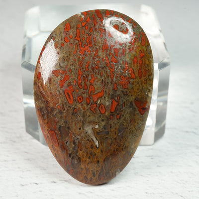 Petrified Dinosaur Bone - Cabochon