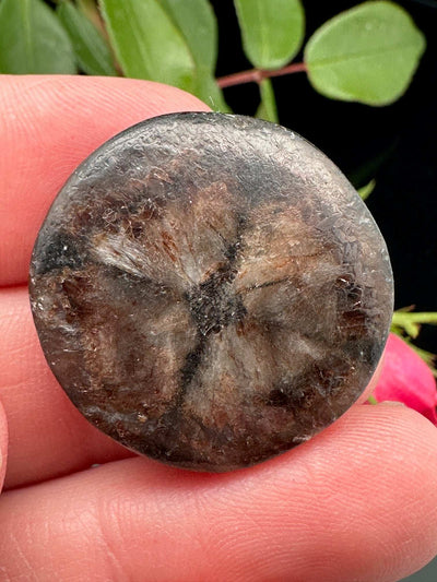 Chiastolite (andalusite) Cabochon