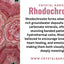 Rhodochrosite - Pendant