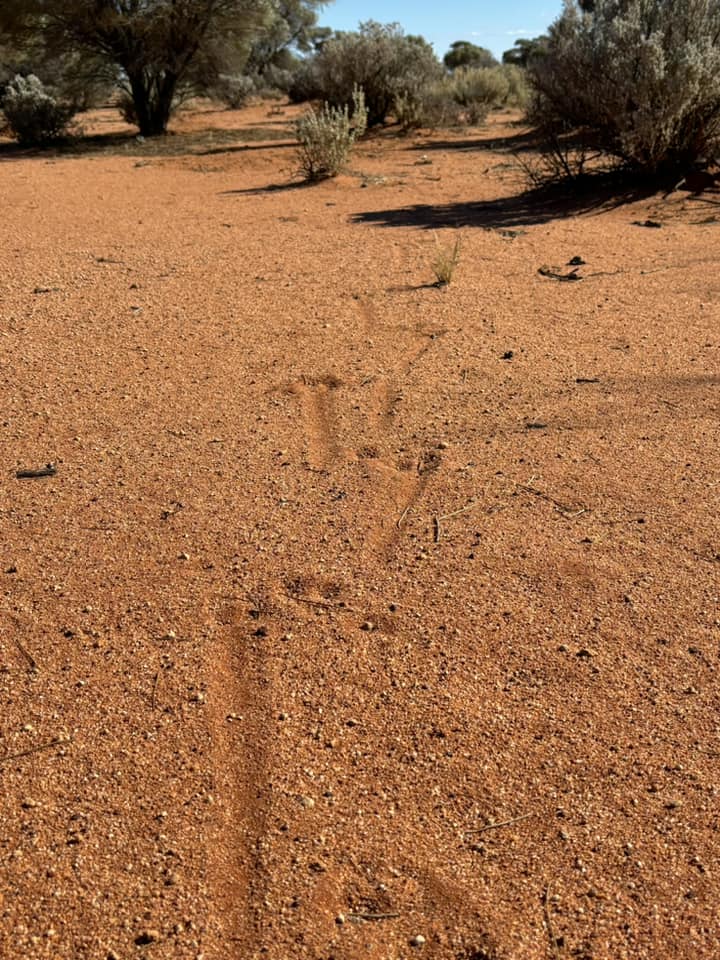 australia 35.jpg