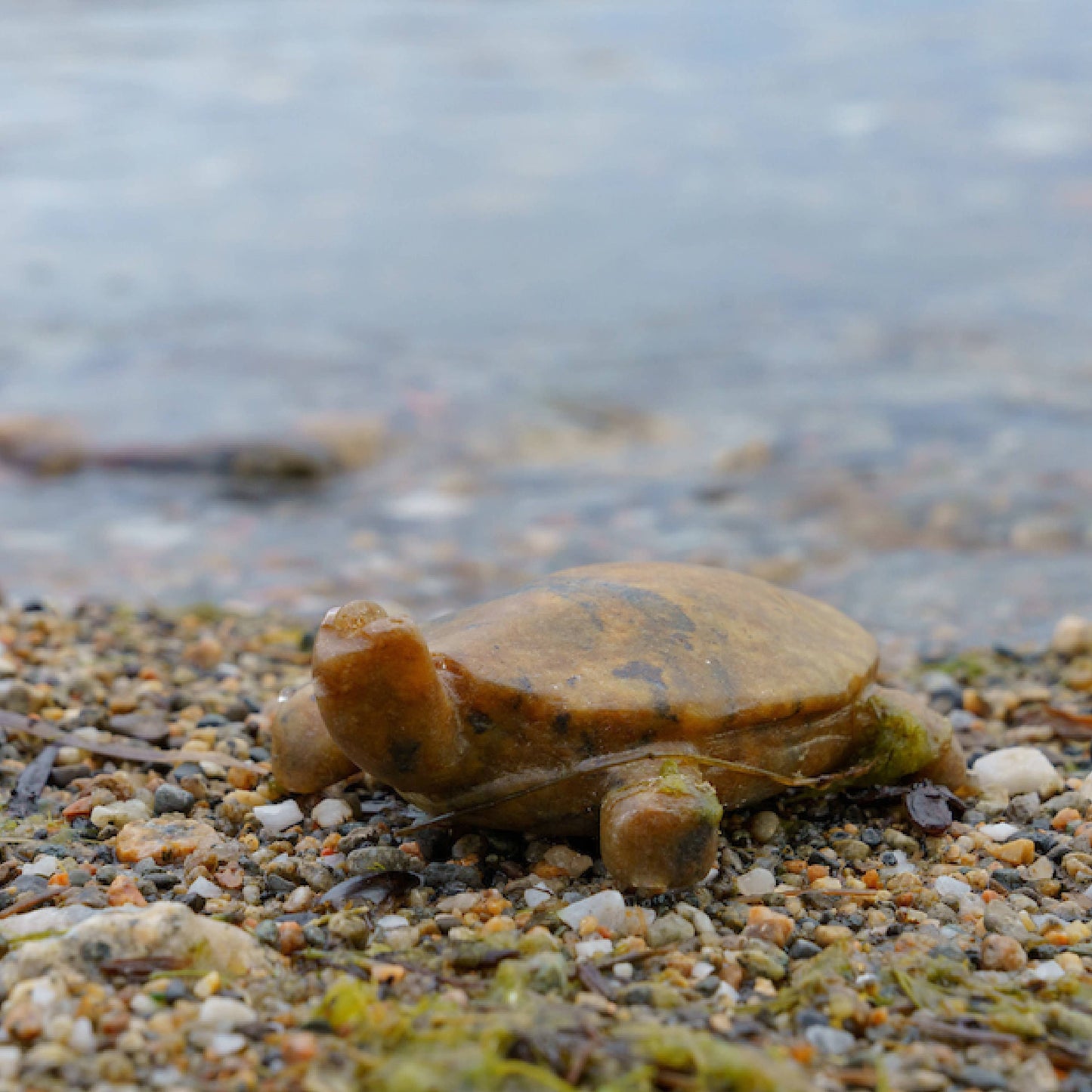 Turtle Soapstone Carving & Whittling—DIY Arts and Craft Kit. All Kid-Safe Tools and Materials Included. For kids and adults 8 to 99+ Years.