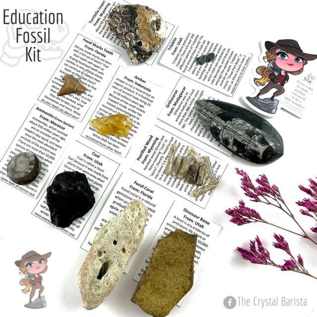 Fossil Class - November 15th 11am