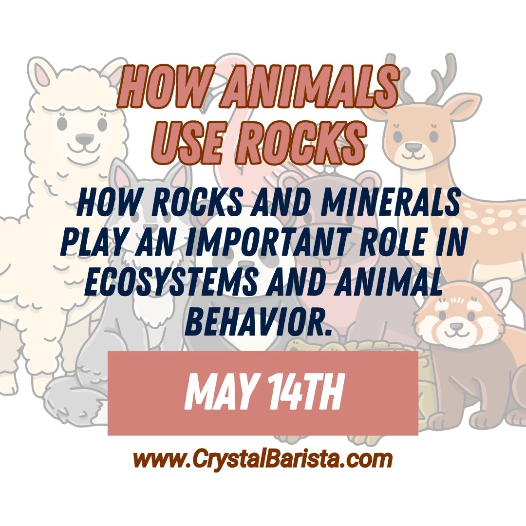 May 14th How Animals Use Rocks & Minerals