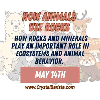 May 14th How Animals Use Rocks & Minerals