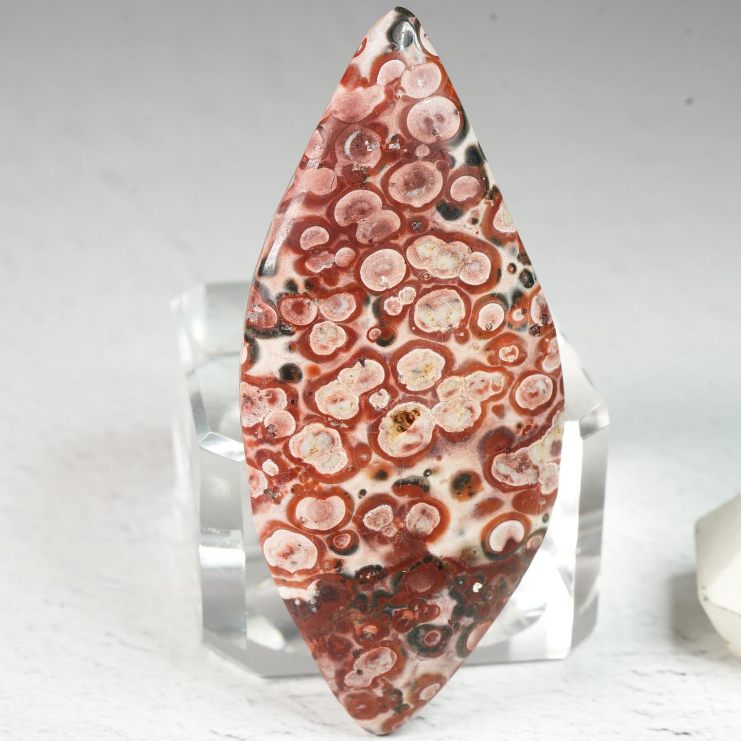 Leopard Skin Jasper • Cabochon