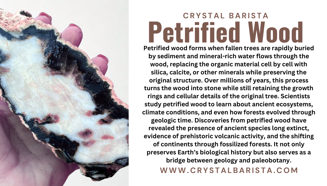 Petrified Wood with Rainbow Iris Agate - Pendant