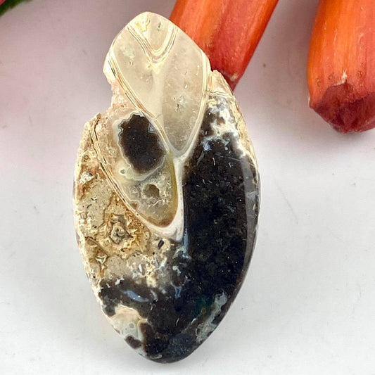 Fossil Cowrie Shell - Cabochon