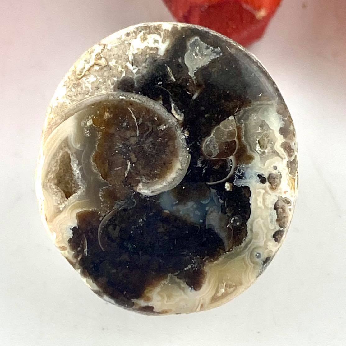 Fossil Cowrie Shell - Cabochon