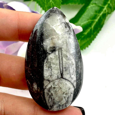 Orthoceras *Fossil Squid* - Cabochon