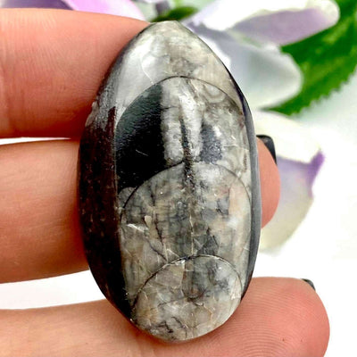 Orthoceras *Fossil Squid* - Cabochon