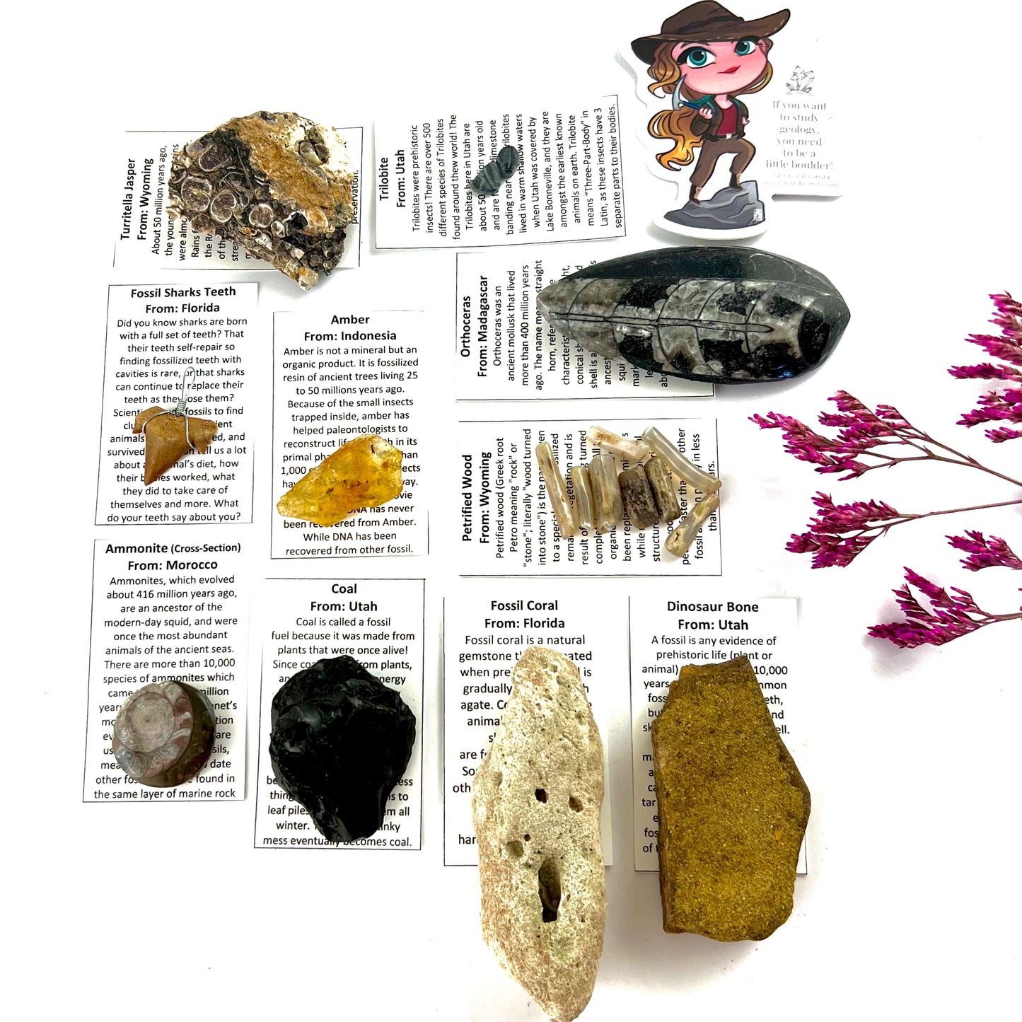 Education Fossil Kit - School & Homeschool Geology Series